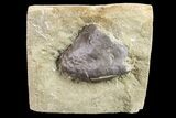 Gastropod (Platyceras) Fossil - Crawfordsville, Indiana #157241-1